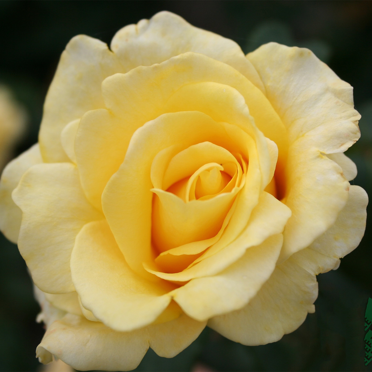 Storblommig Rabattros Omnia Garden Kaj Munk