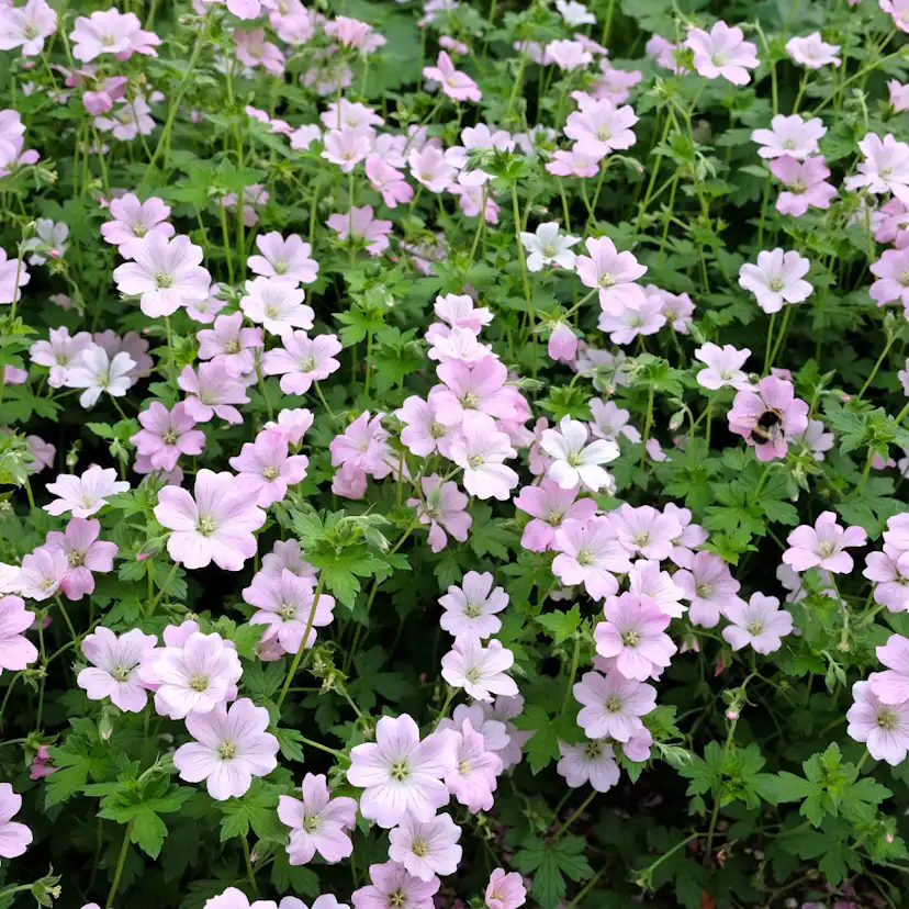 Perenn Omnia Garden Trädgårdsnäva Dreamland Bremdream