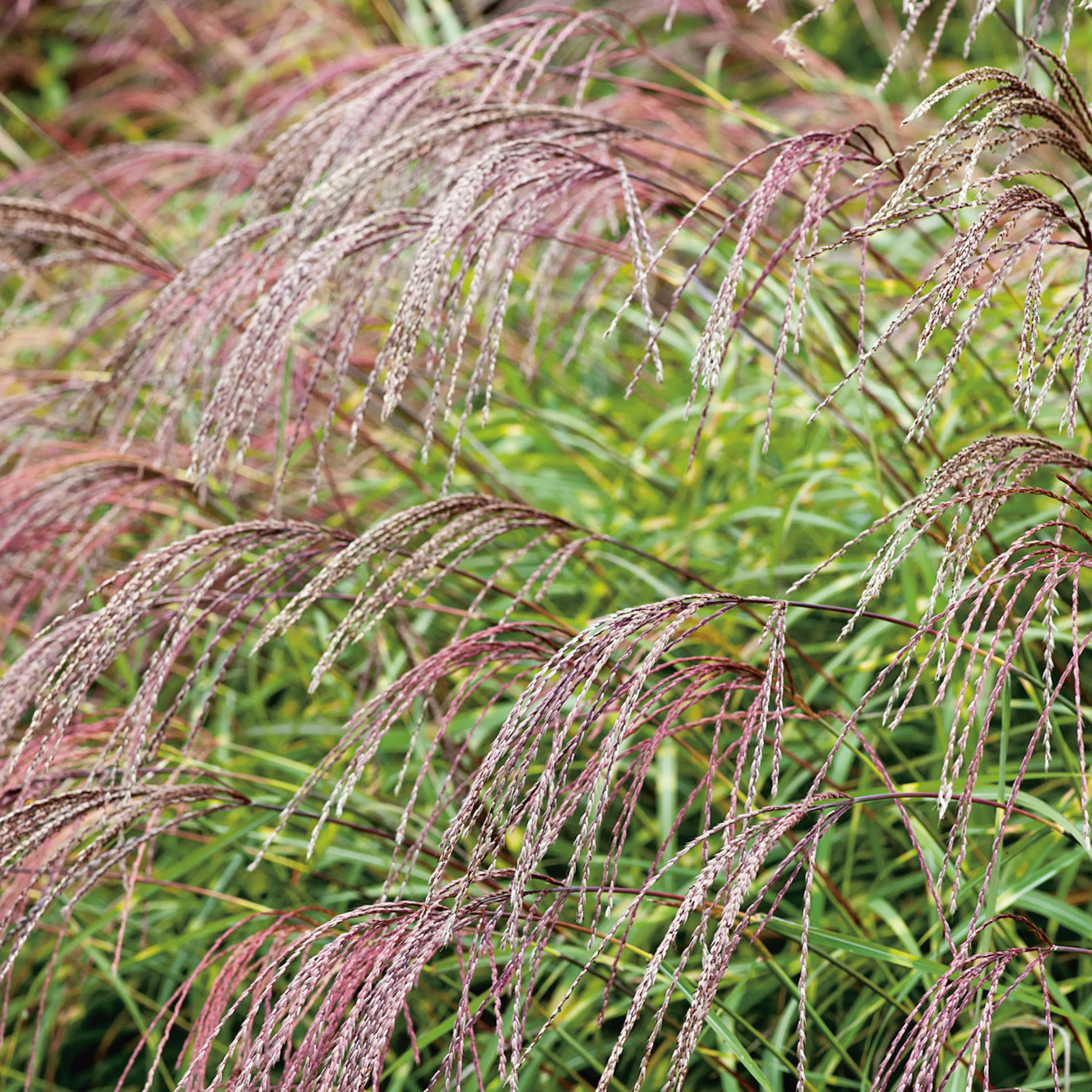 Prydnadsgräs Omnia Garden Glansmiskantus Little Zebra