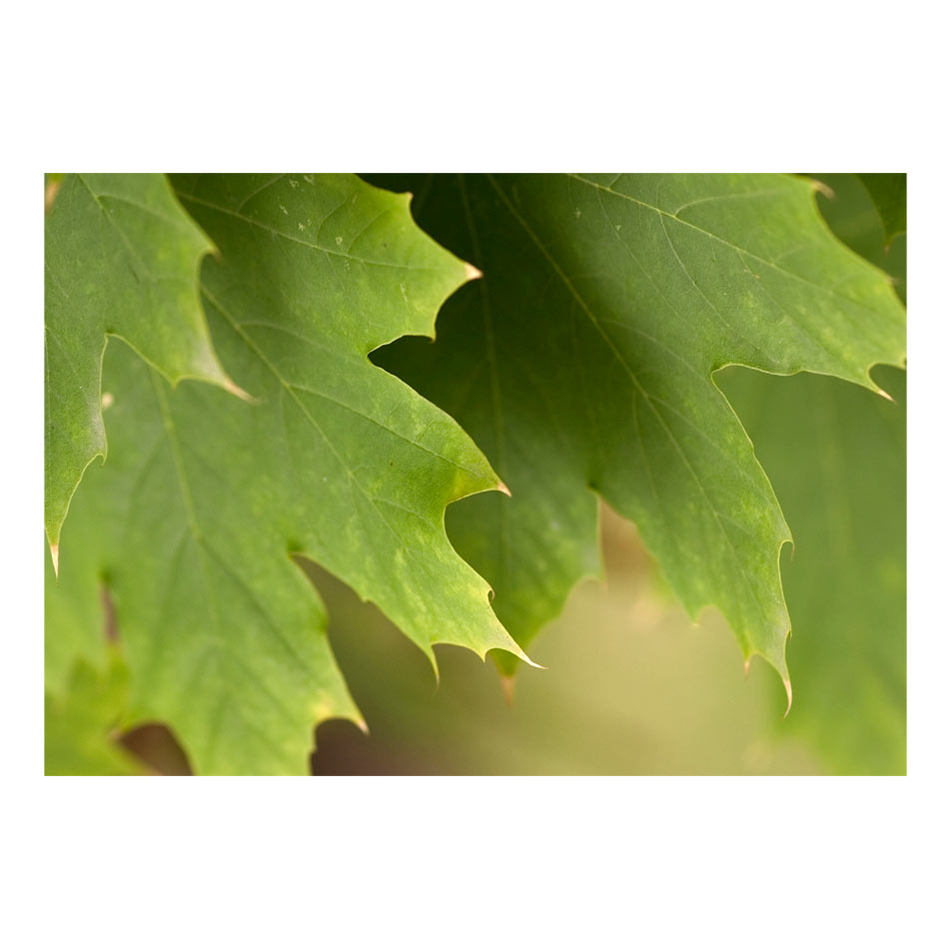 Leaves 300x231 Storlek: 300x231 cm