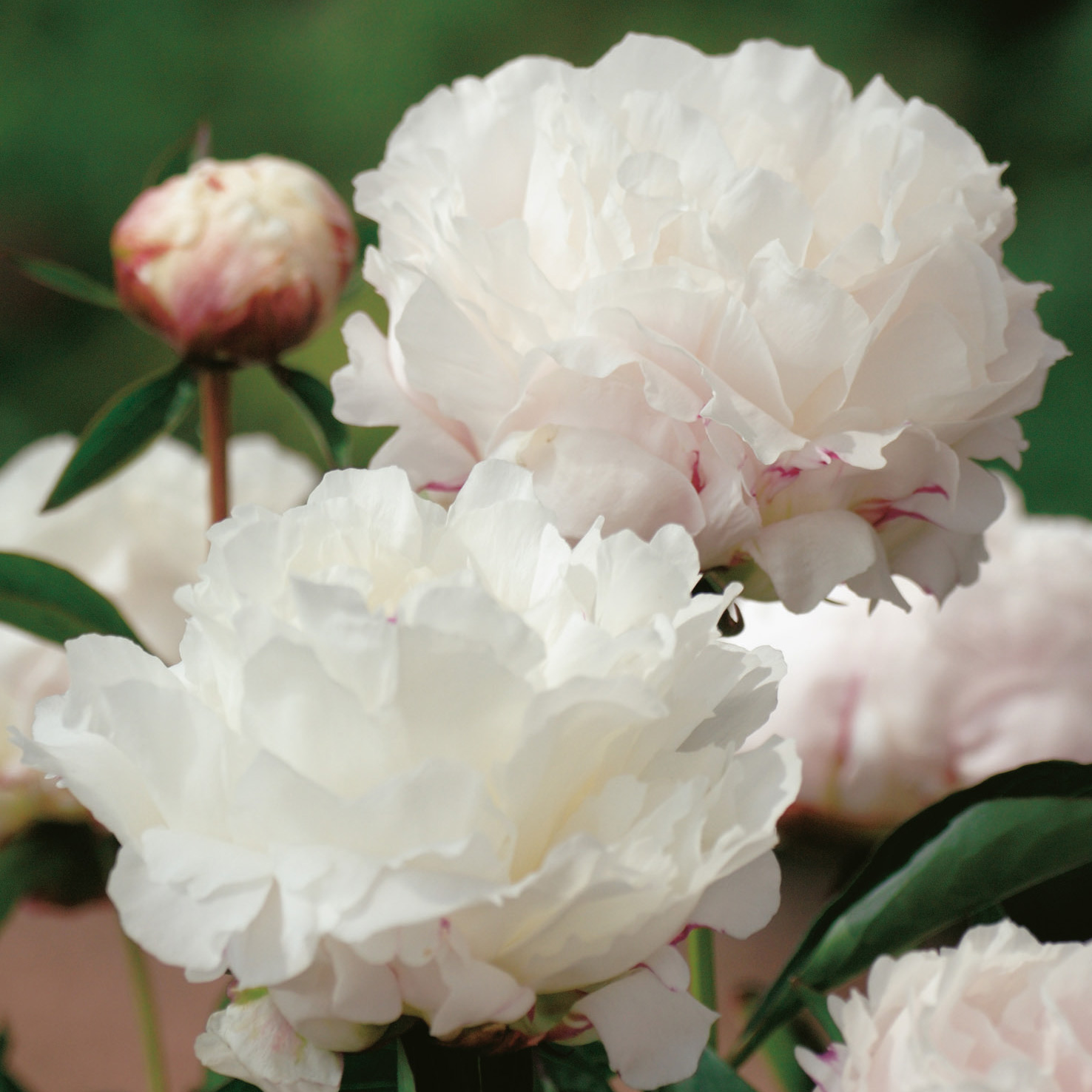Luktpion Omnia Garden Shirley Temple