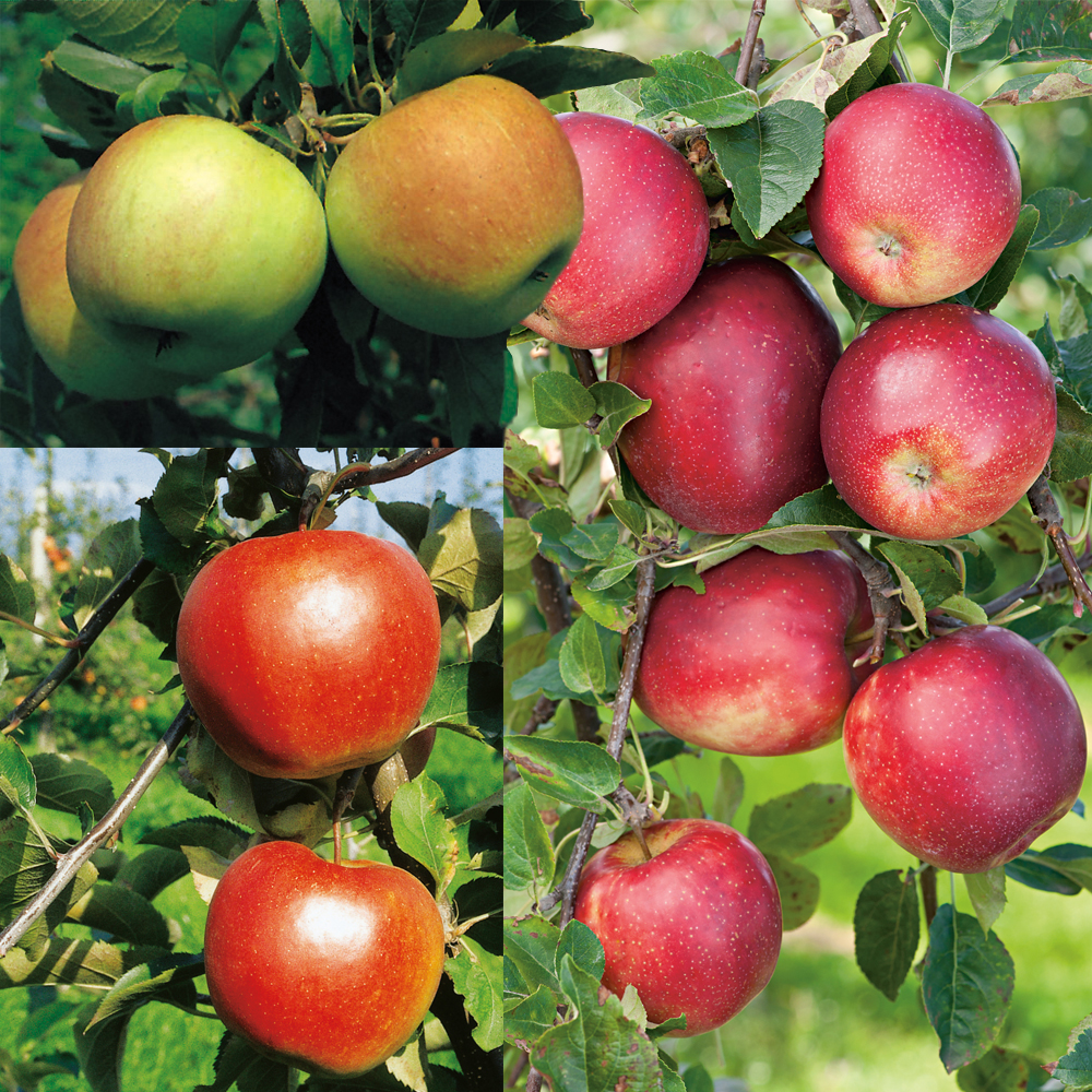 Äppelträd Omnia Garden