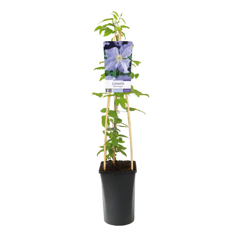 Klätterväxt Storblommig Ljust Blåviolett Omnia Garden 40-60 cm