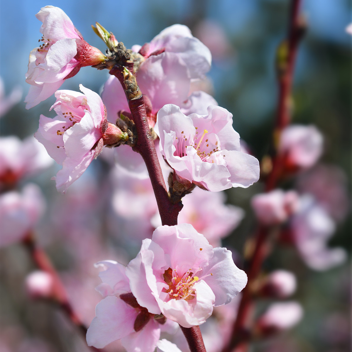 Nektarinträd Omnia Garden Madame Blanchet, Fruktträd