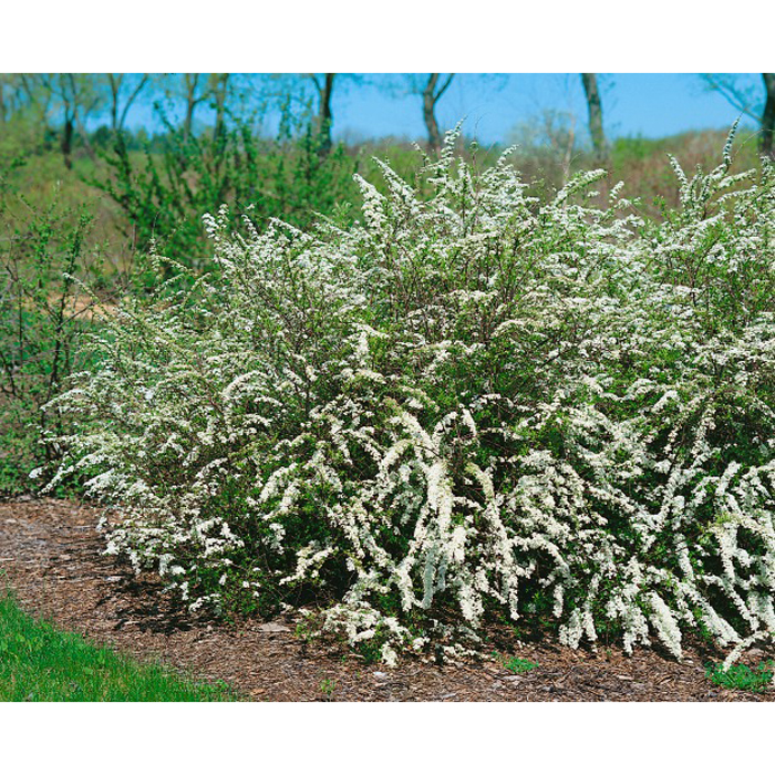 Buske Omnia Garden Norsk Brudspirea 20-40cm Krukodlade