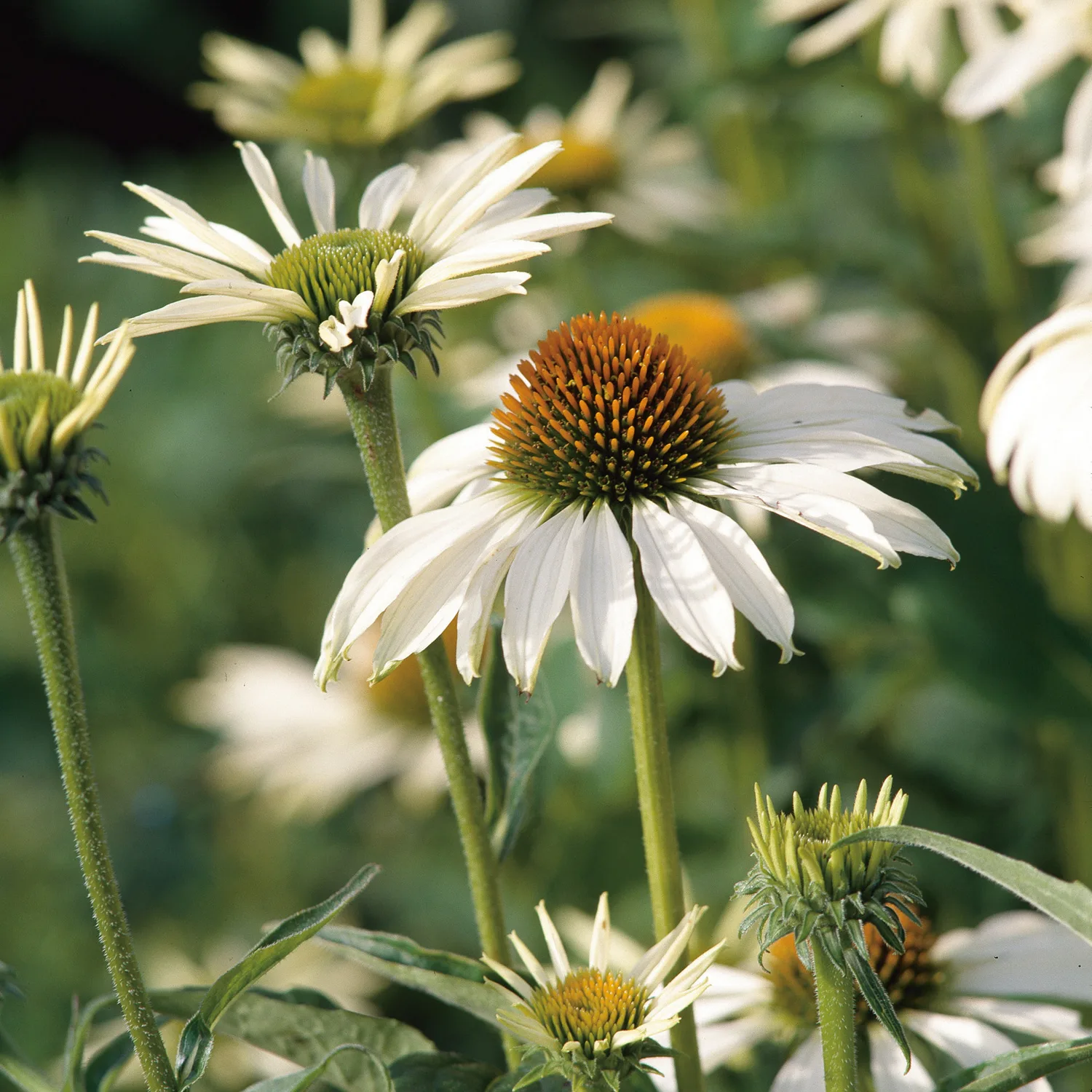 Perenn Omnia Garden Solhatt Rudbeckia Alba