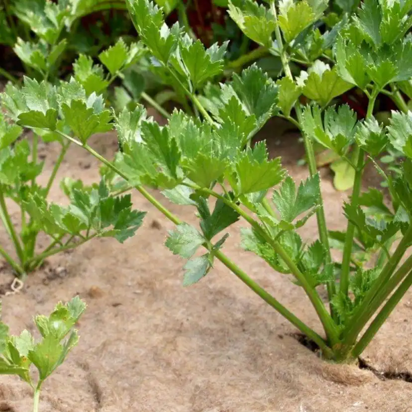 Fårullsmatta Jabo Agrimpex Växter