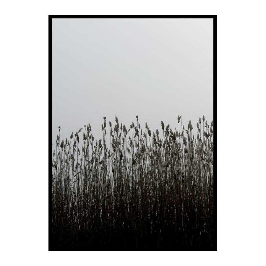 Poster Gallerix Finest Reed