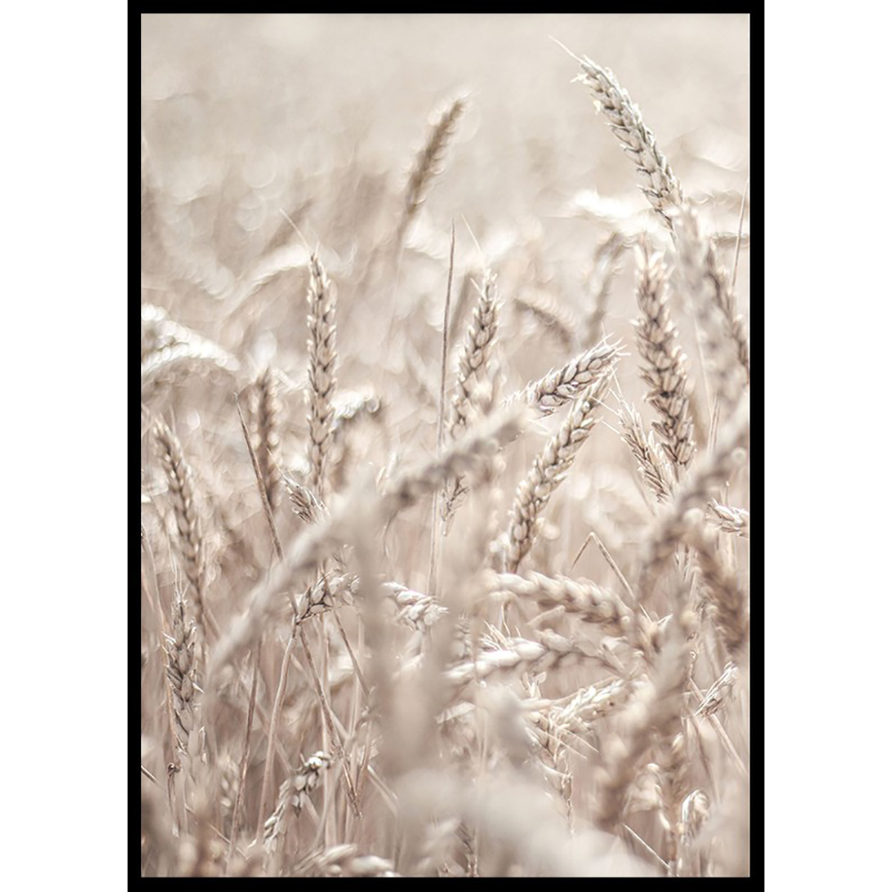 Poster Gallerix Wheat Accumulation