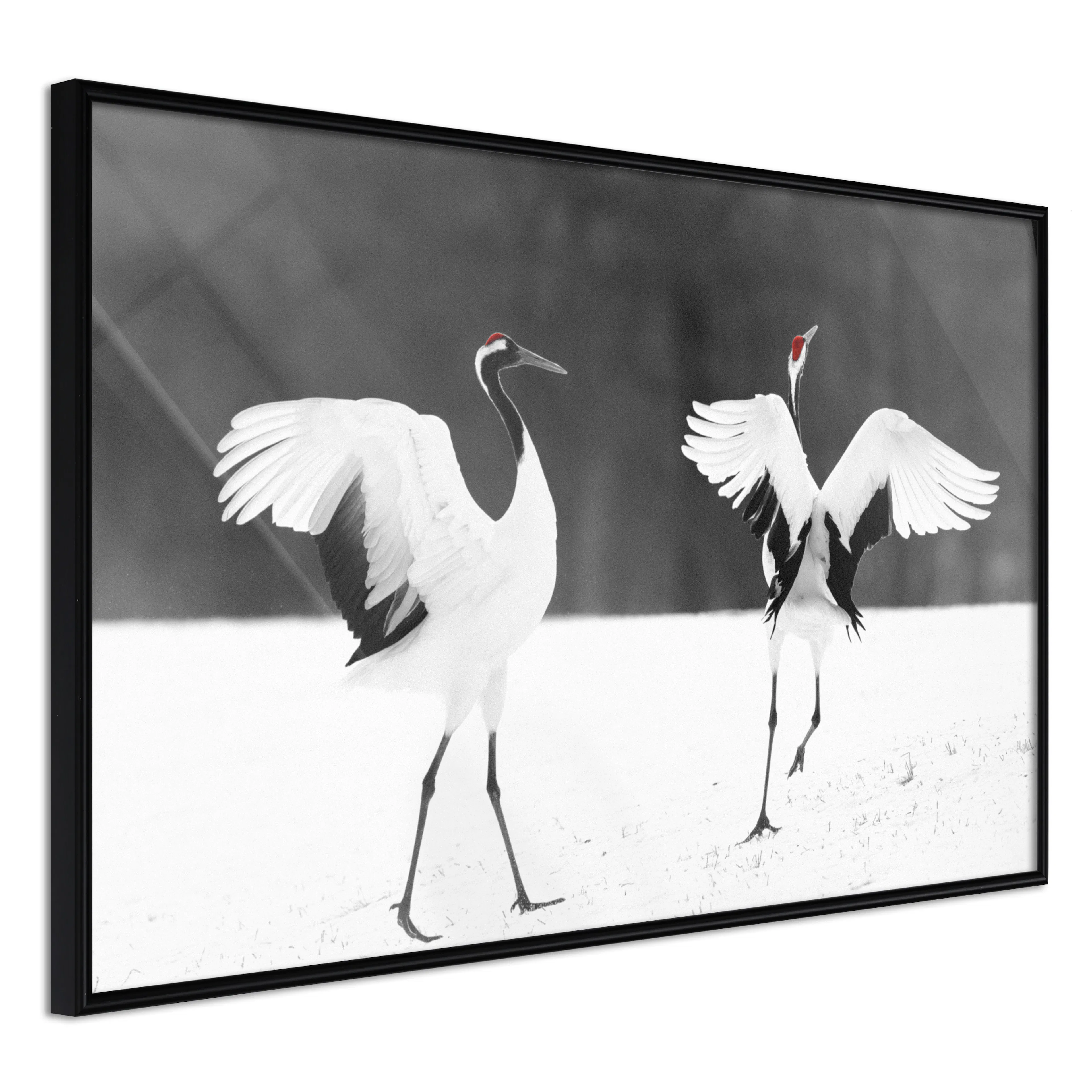 Affisch - Dancing Cranes [Poster] 30x20 Svart ram, 30x20 cm