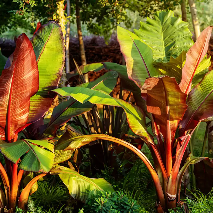 Prydnadsväxt Omnia Garden Röd Banan Ensete Ventricosum Maurelli
