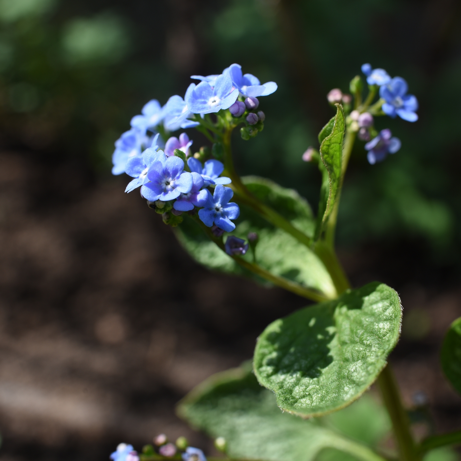 Perenn Omnia Garden Kaukasisk Förgätmigej Jack Frost