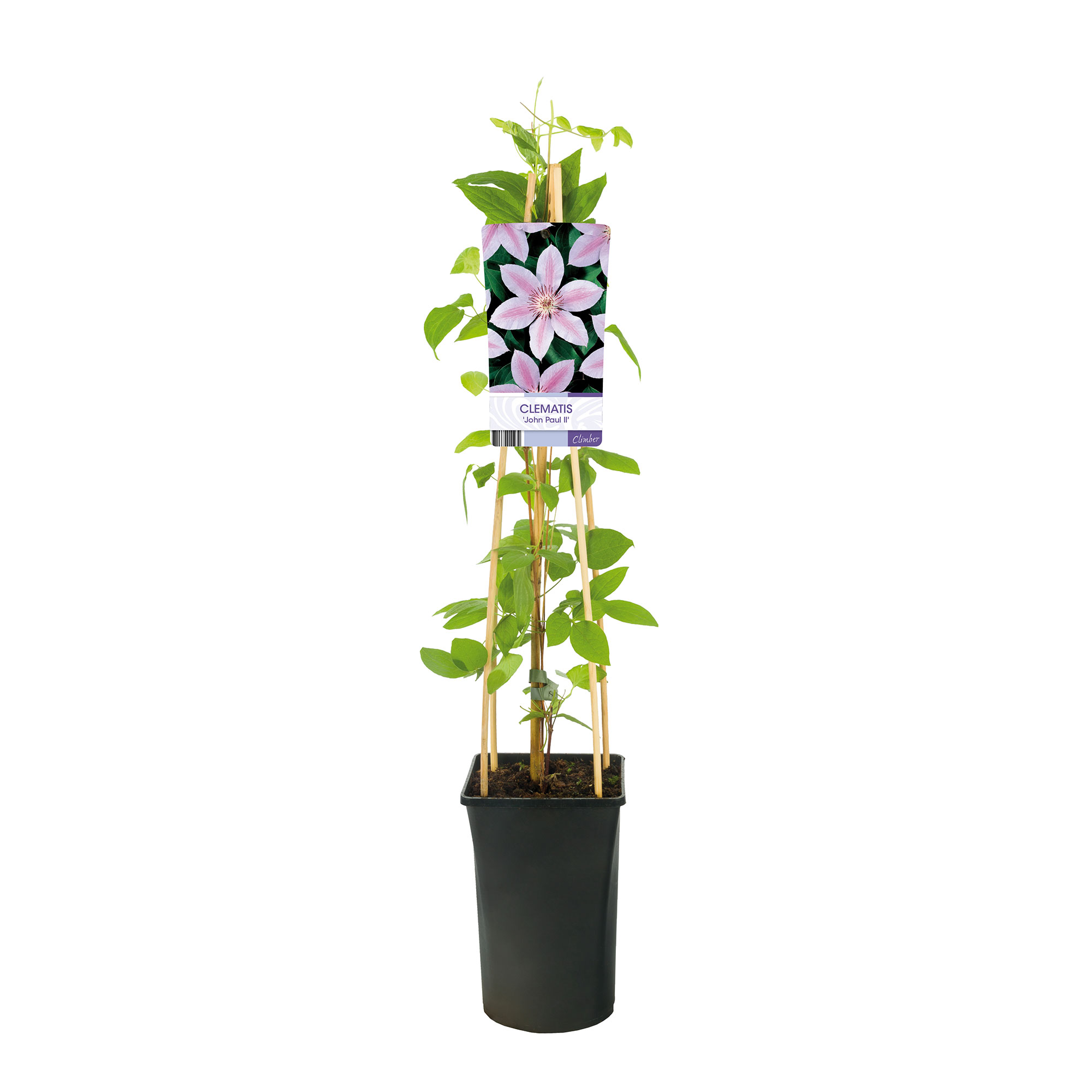 Klätterväxt Storblommig Klematis Omnia Garden Jan Pawel II 40-60 cm