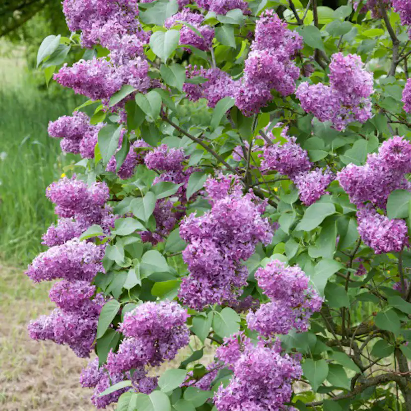 Buske Omnia Garden Syrén 20-40cm Krukodlade