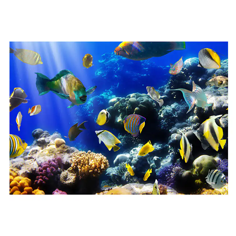 Underwater adventure 300x210 Storlek: 300x210 cm