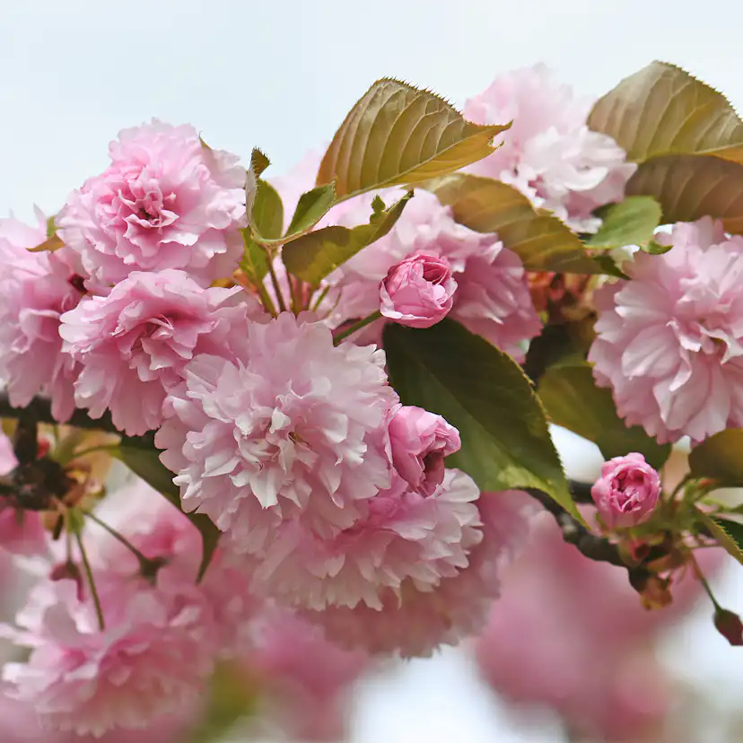 Pryndadsträd Omnia Garden Frilandsodlat Japanskt Körsbärsträd 350-450 cm, Högstamsträd