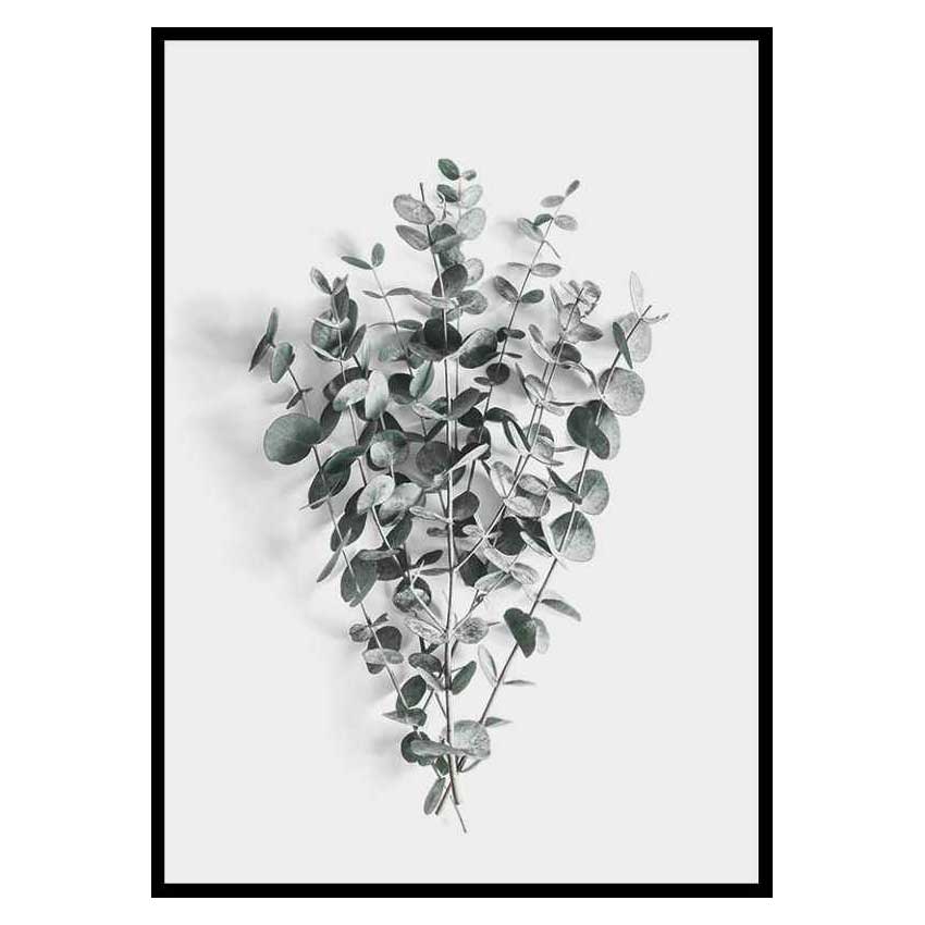 Poster Gallerix Eucalyptus No5