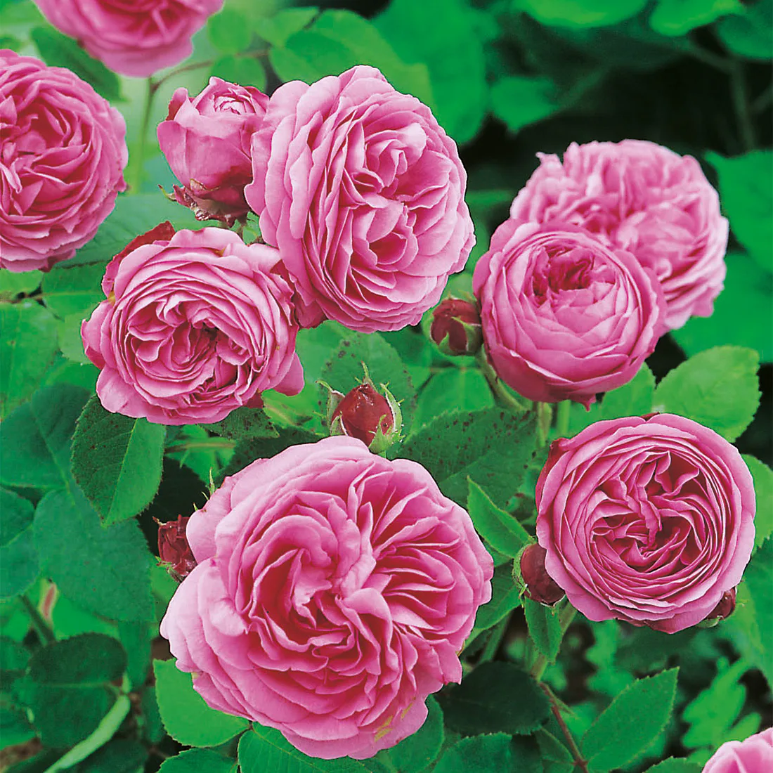 Storblommig Buskros Omnia Garden Louise Odier