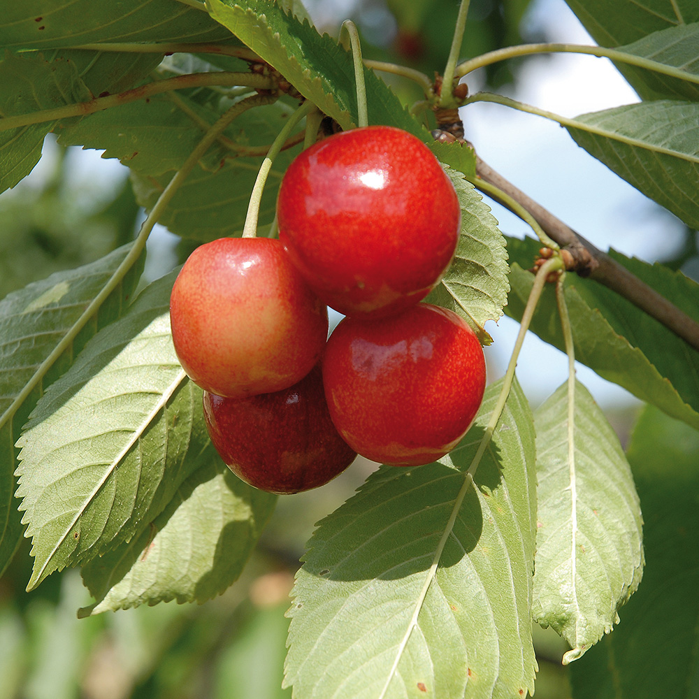 Körsbärsträd Omnia Garden Merton Glory Söt Mini