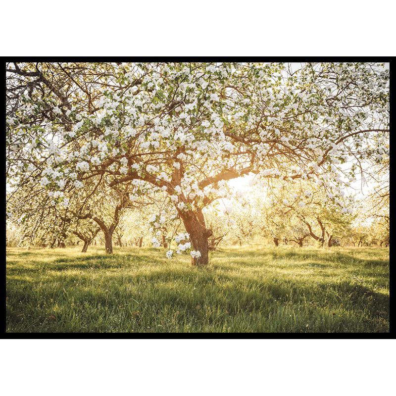 Poster Gallerix Blossom Meadow