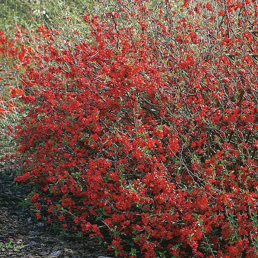 Prydnadsbuske Omnia Garden Hybridrosenkvitten
