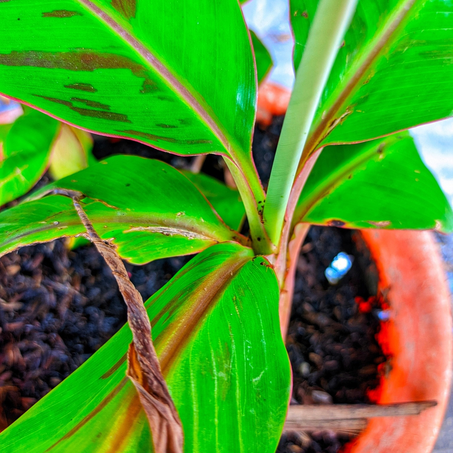Prydnadsväxt Omnia Garden Röd Banan ‘Ever Red’ Med Stora Blad