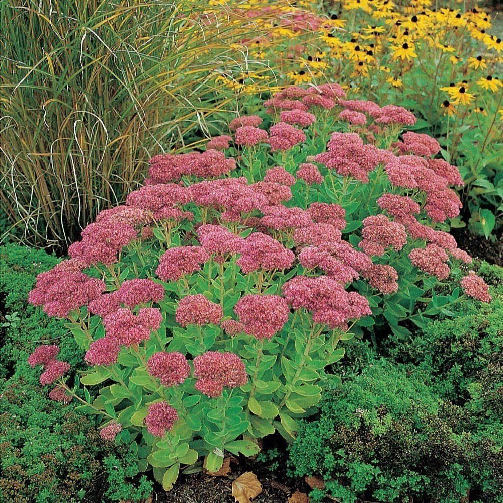 Perenn Omnia Garden Kärleksört Herbstfreude