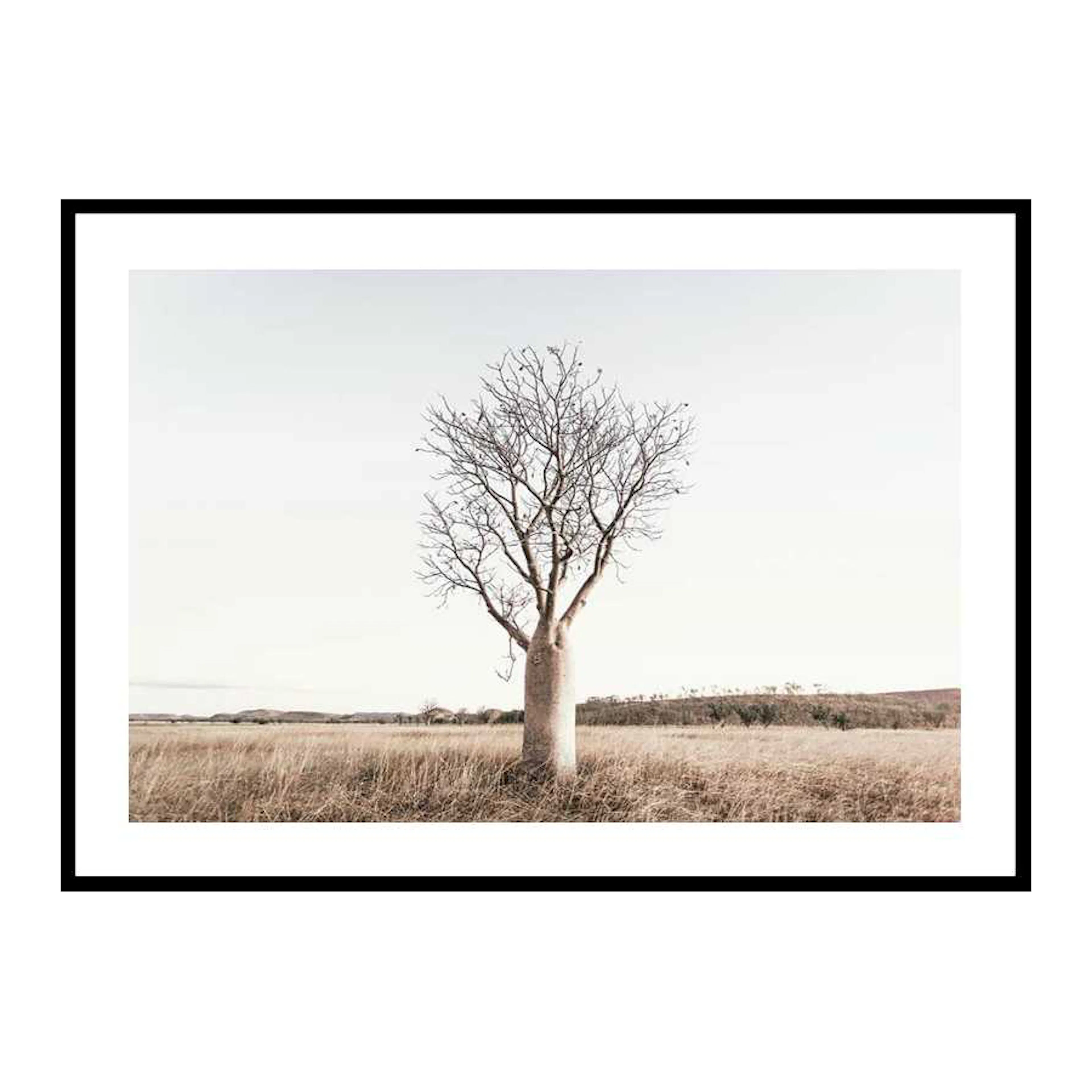 Boab Tree 50x70 cm