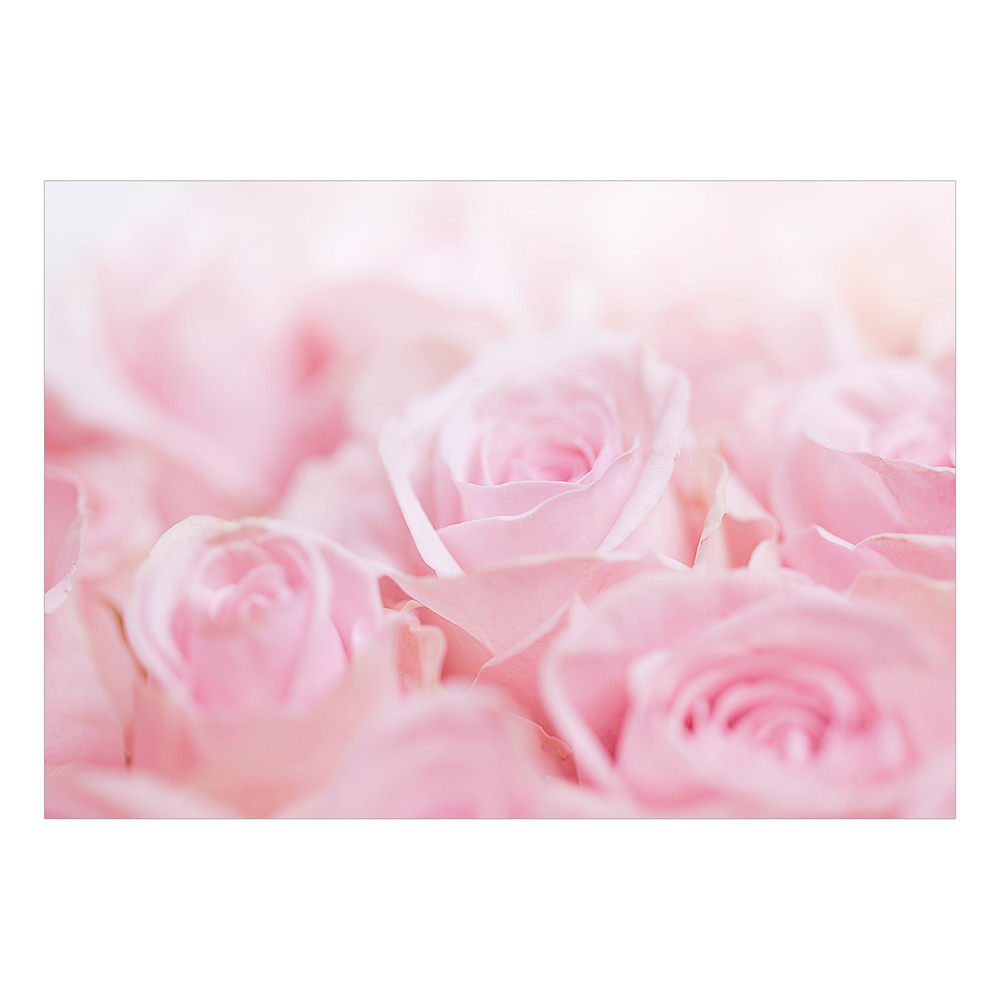 Självhäftande fototapet - Ocean of Roses 98x70 Storlek: 98x70 cm