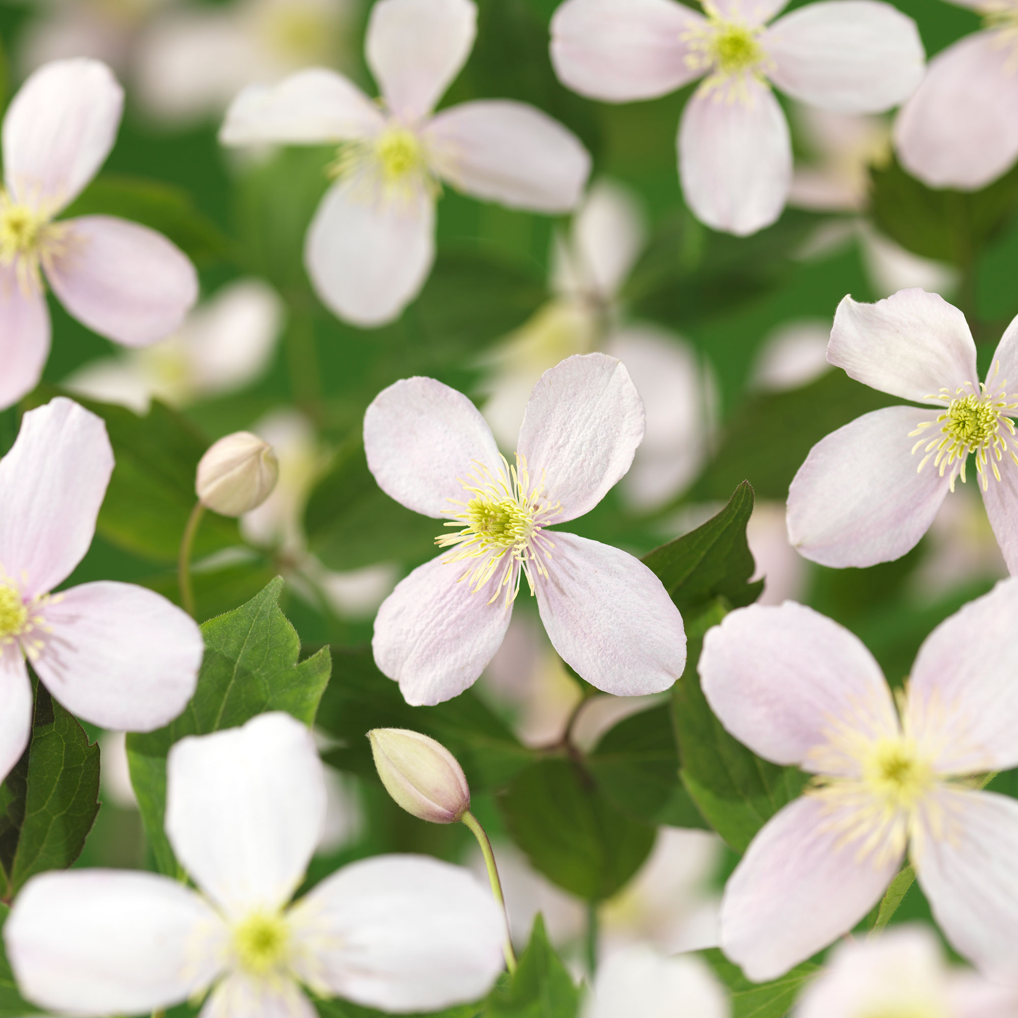 Klätterväxt Bergsklematis Omnia Garden Fragrant Spring 40-60 cm