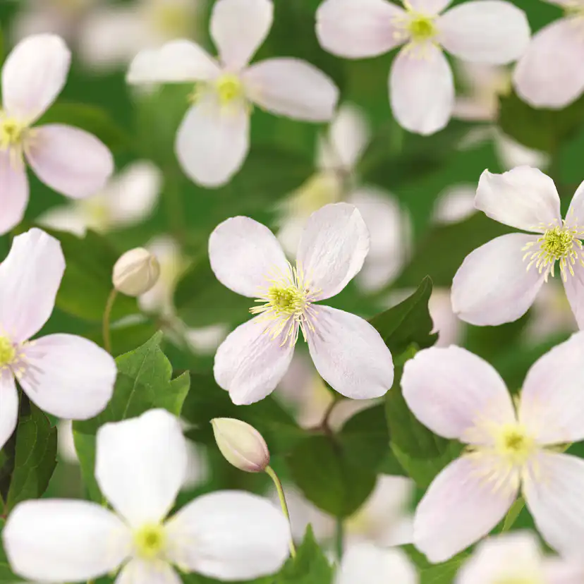 Klätterväxt Bergsklematis Omnia Garden Fragrant Spring 40-60 cm