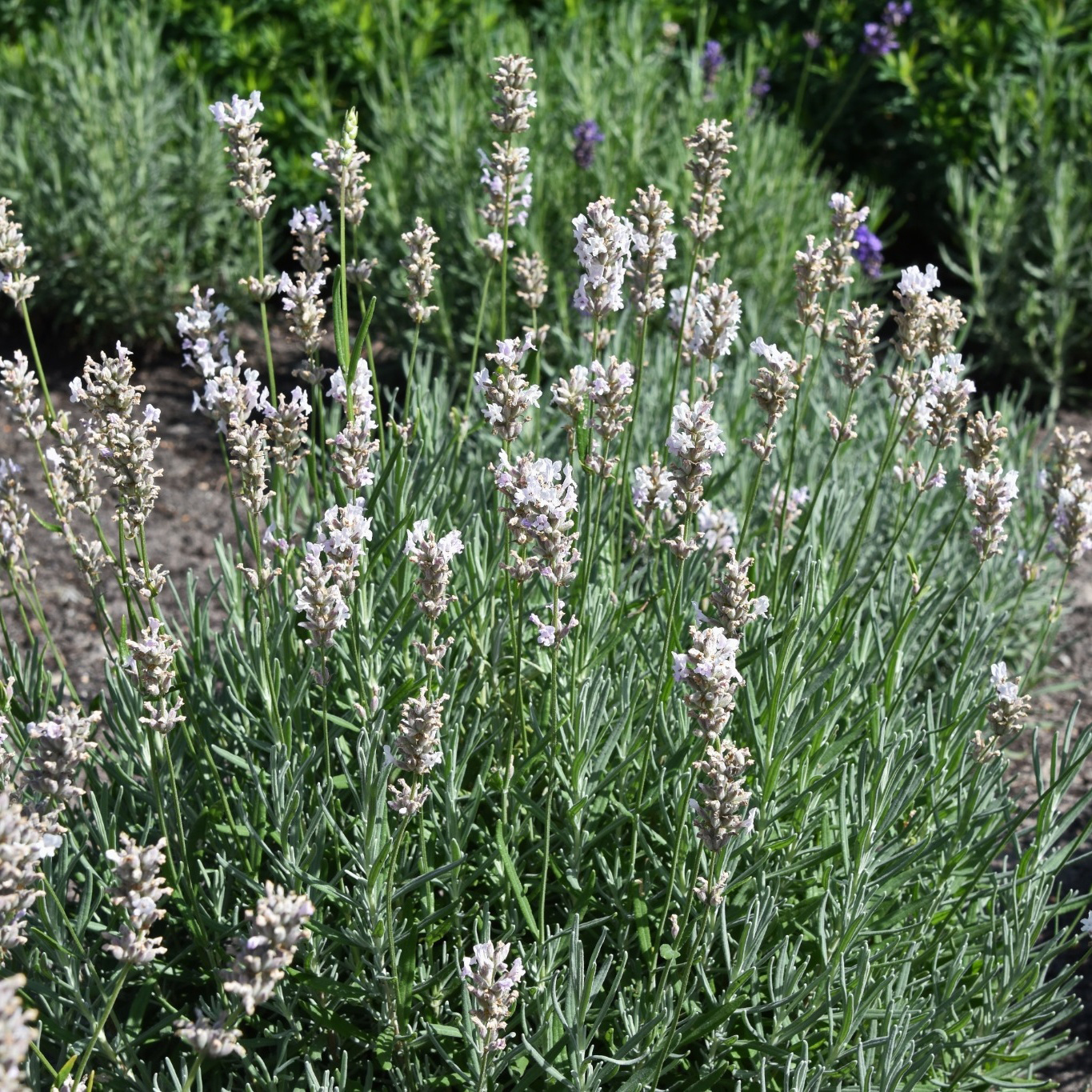 Perenn Omnia Garden Lavendel Rosea