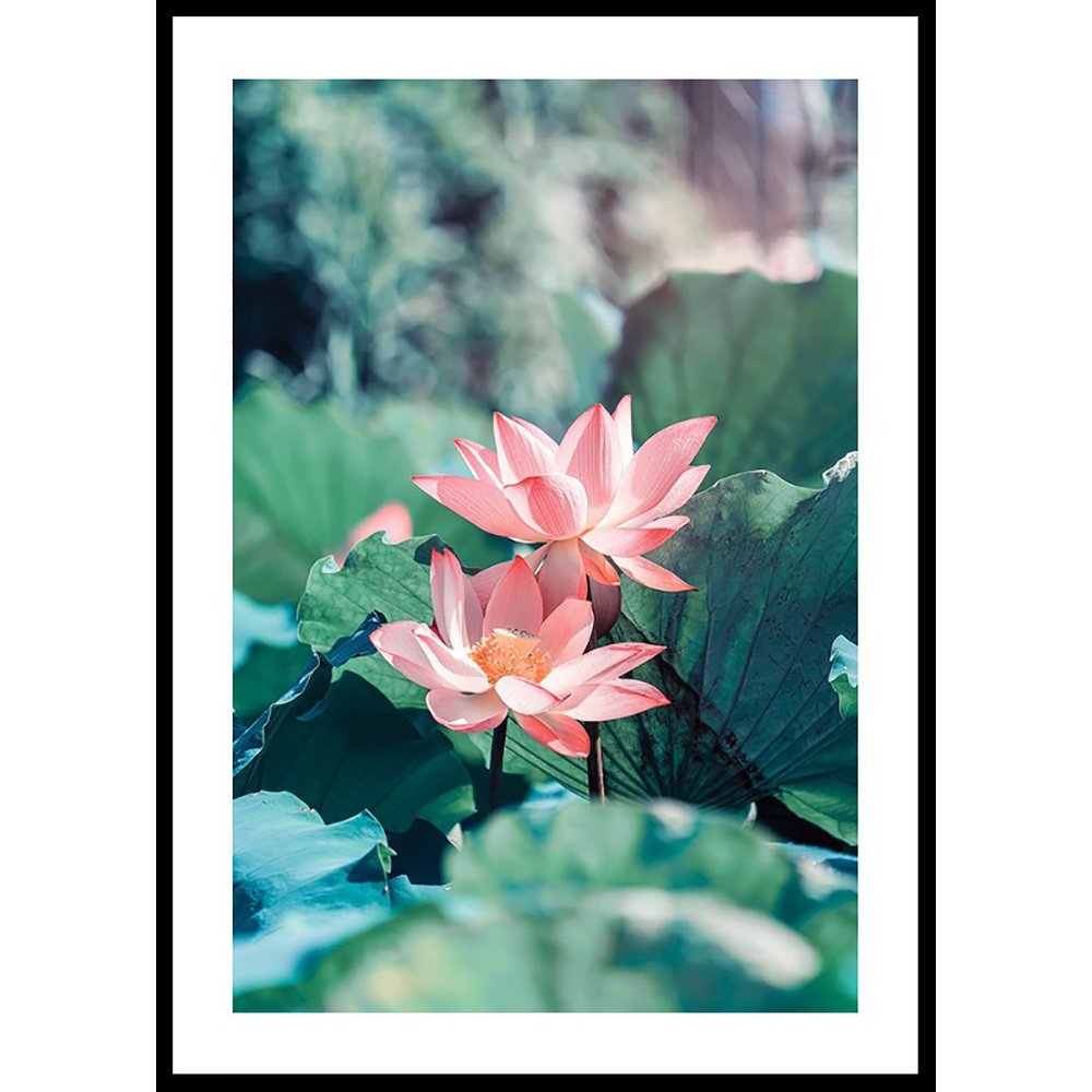 Poster Gallerix Lotus Flowers