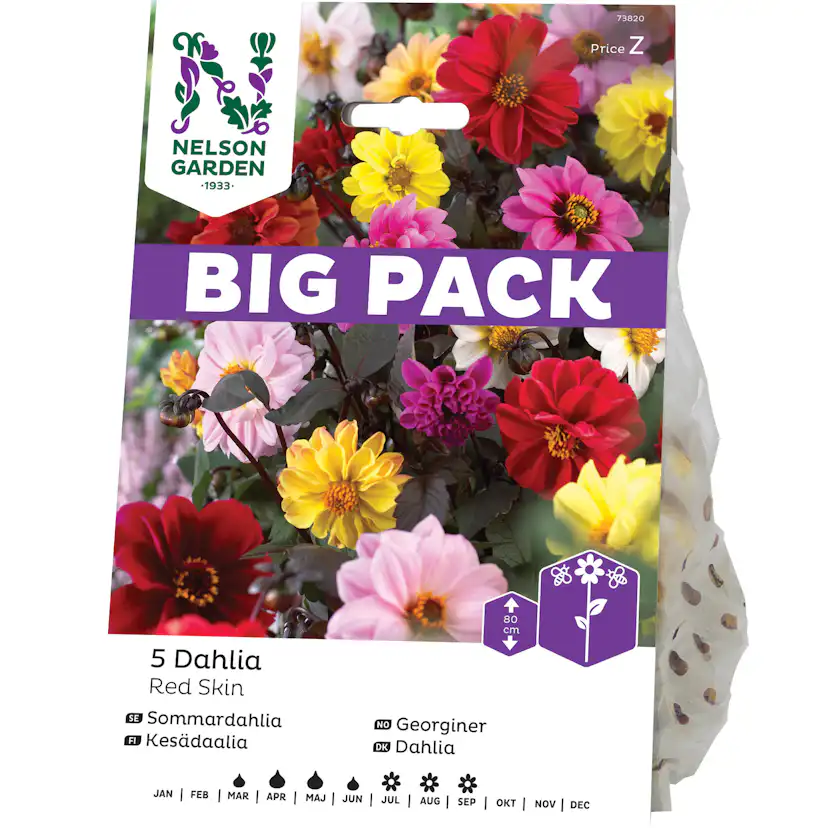 Dahlia Unwins Nelson Garden Red Skin BigPack