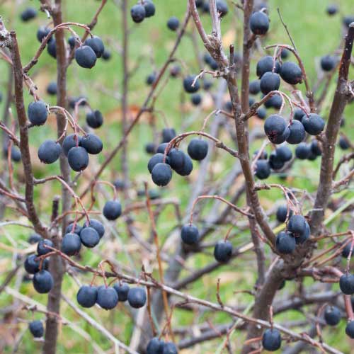 Häck Omnia Garden Vinterliguster Liga 125-150 cm