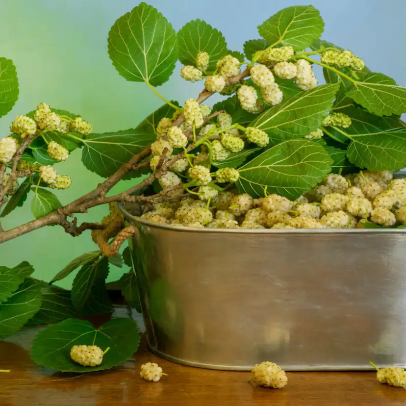 Bärbuske Omnia Garden Vitt Mullbär Morus Alba Visborg
