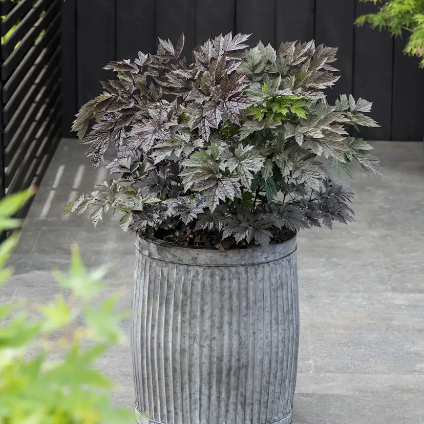 Prydnadsperenn Omnia Garden Höstsilverax Brunette