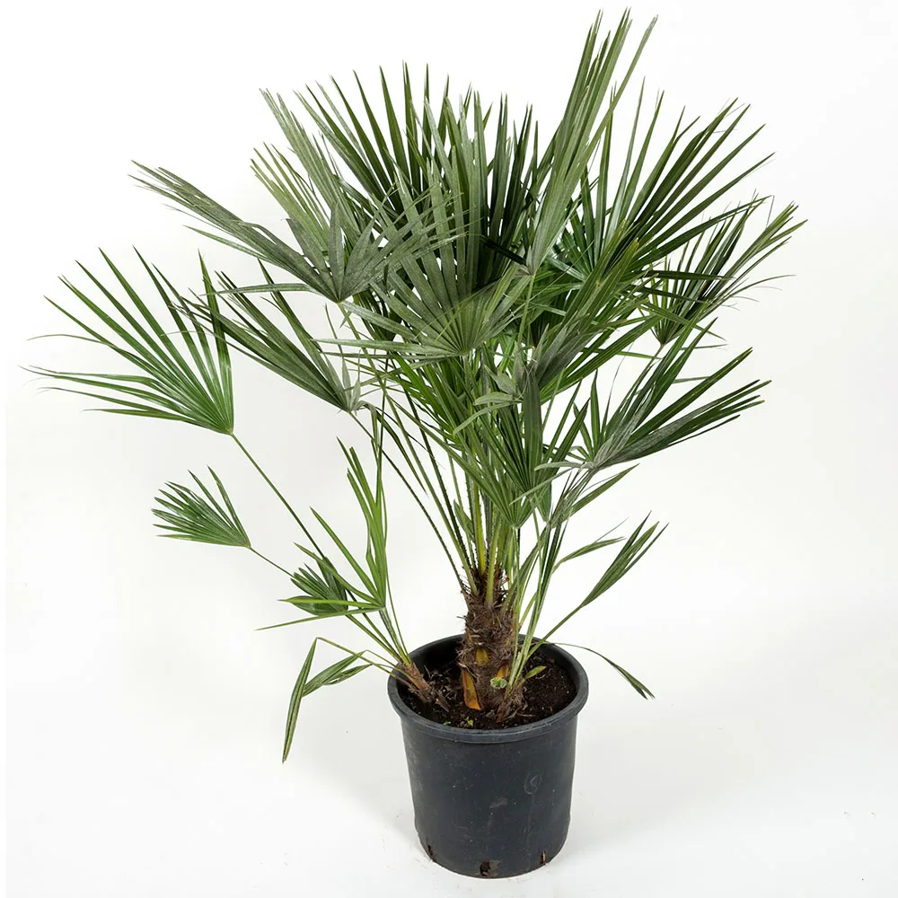 Europeisk Dvärgpalm Omnia Garden