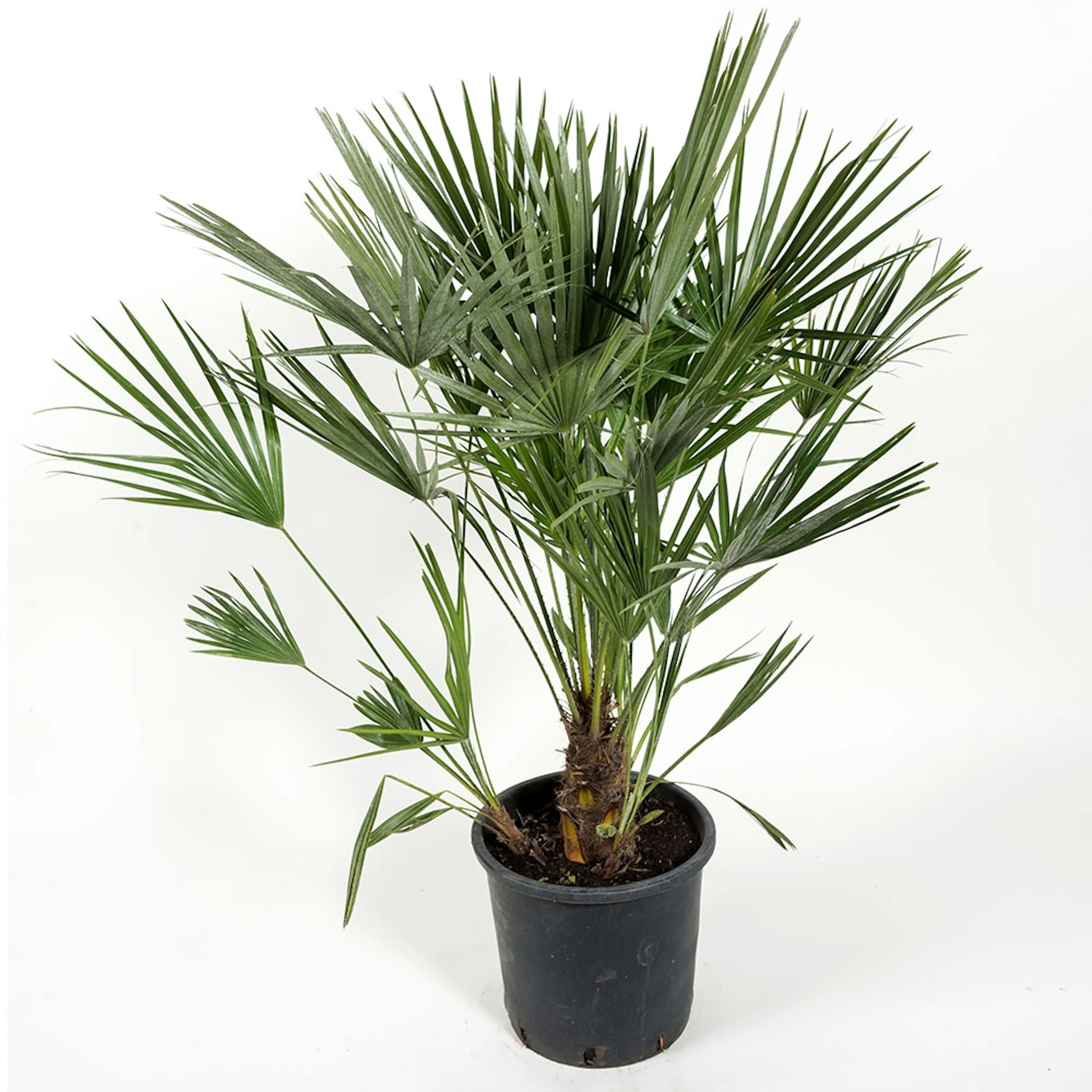 Europeisk Dvärgpalm Omnia Garden