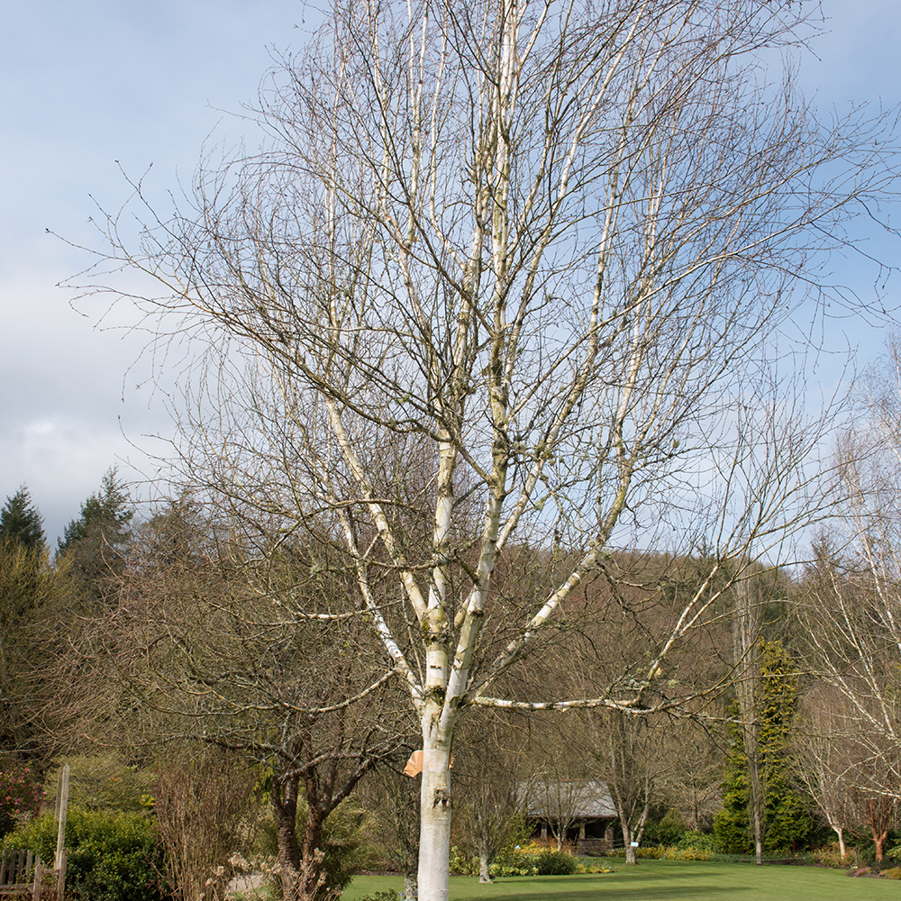 Prydnadsträd Omnia Garden Himalajabjörk, Gröna Lövverk & Gul Blomning, 150-200 cm