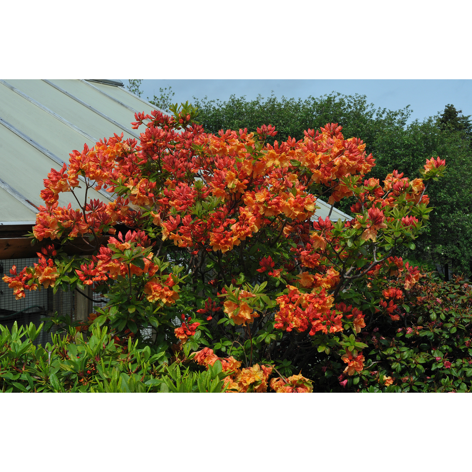 Rhododendron Azalea Omnia Garden Knaphill Gibraltar 30-40 cm