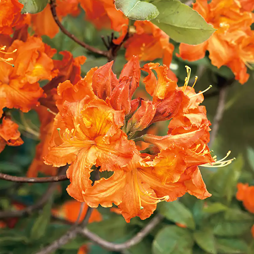 Rhododendron Azalea Omnia Garden Knaphill Gibraltar 30-40 cm
