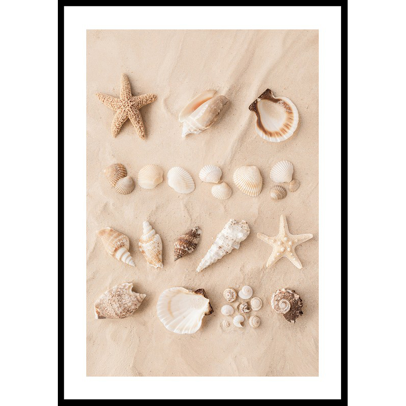 Poster Gallerix Coastal Shells