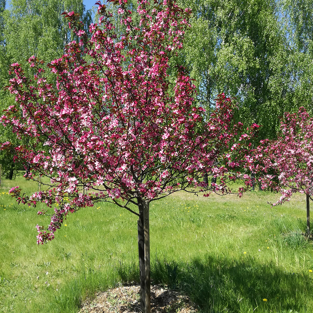 Prydnadsträd Apel Omnia Garden Rudolf, Solälskande & Väldränerad, 90-110 cm