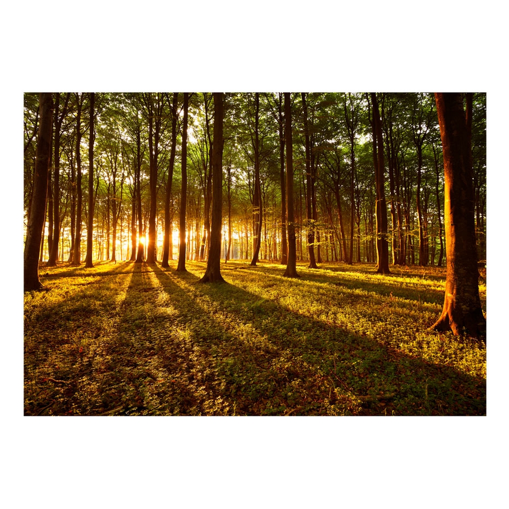 Fototapet Arkiio Självhäftande Summer Morning In The Forest
