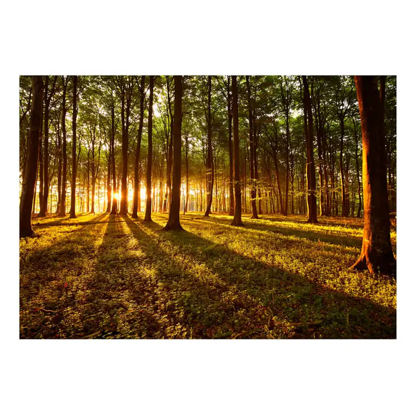 Fototapet Arkiio Självhäftande Summer Morning In The Forest