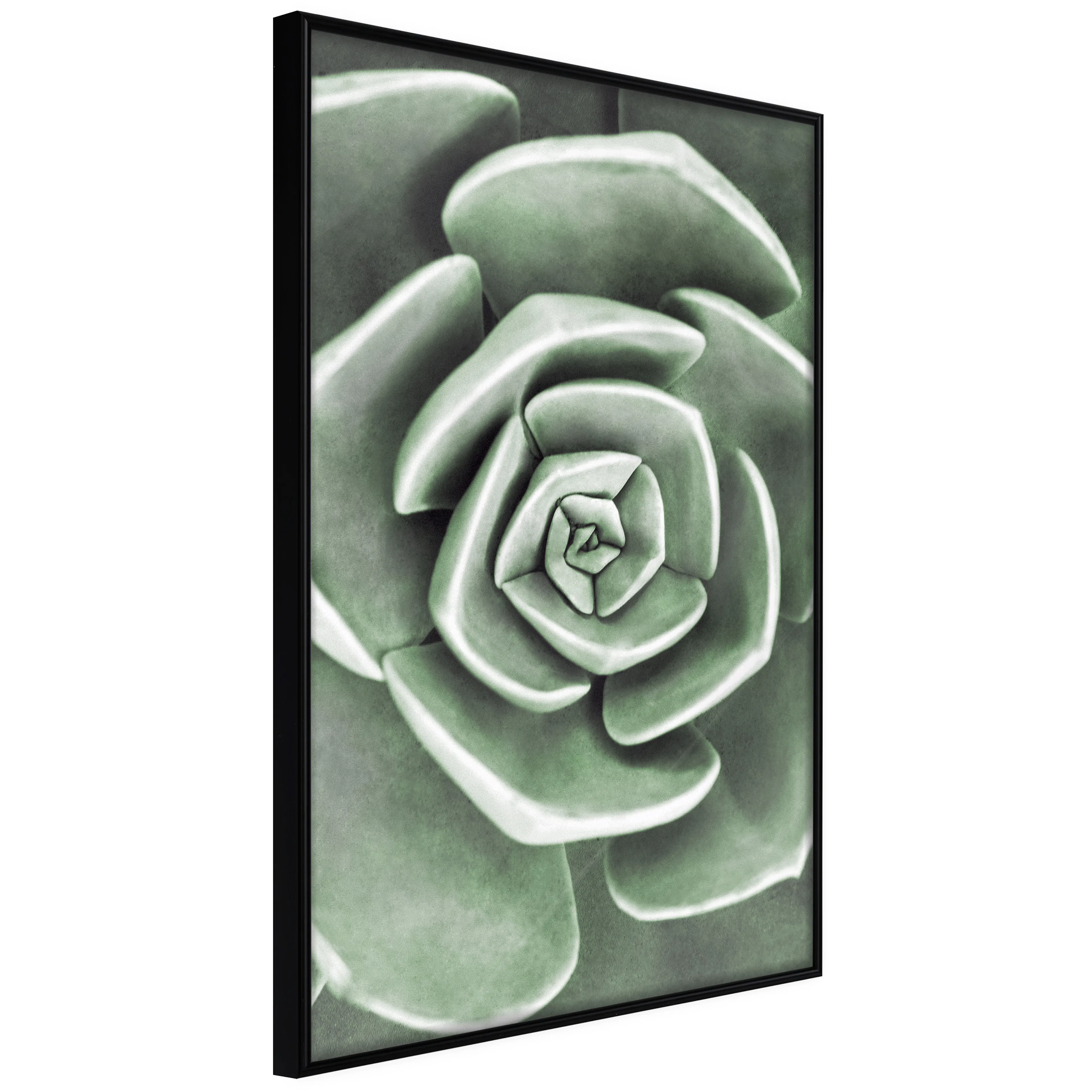 Affisch - Beautiful Succulent [Poster] 20x30 Svart ram, 20x30 cm