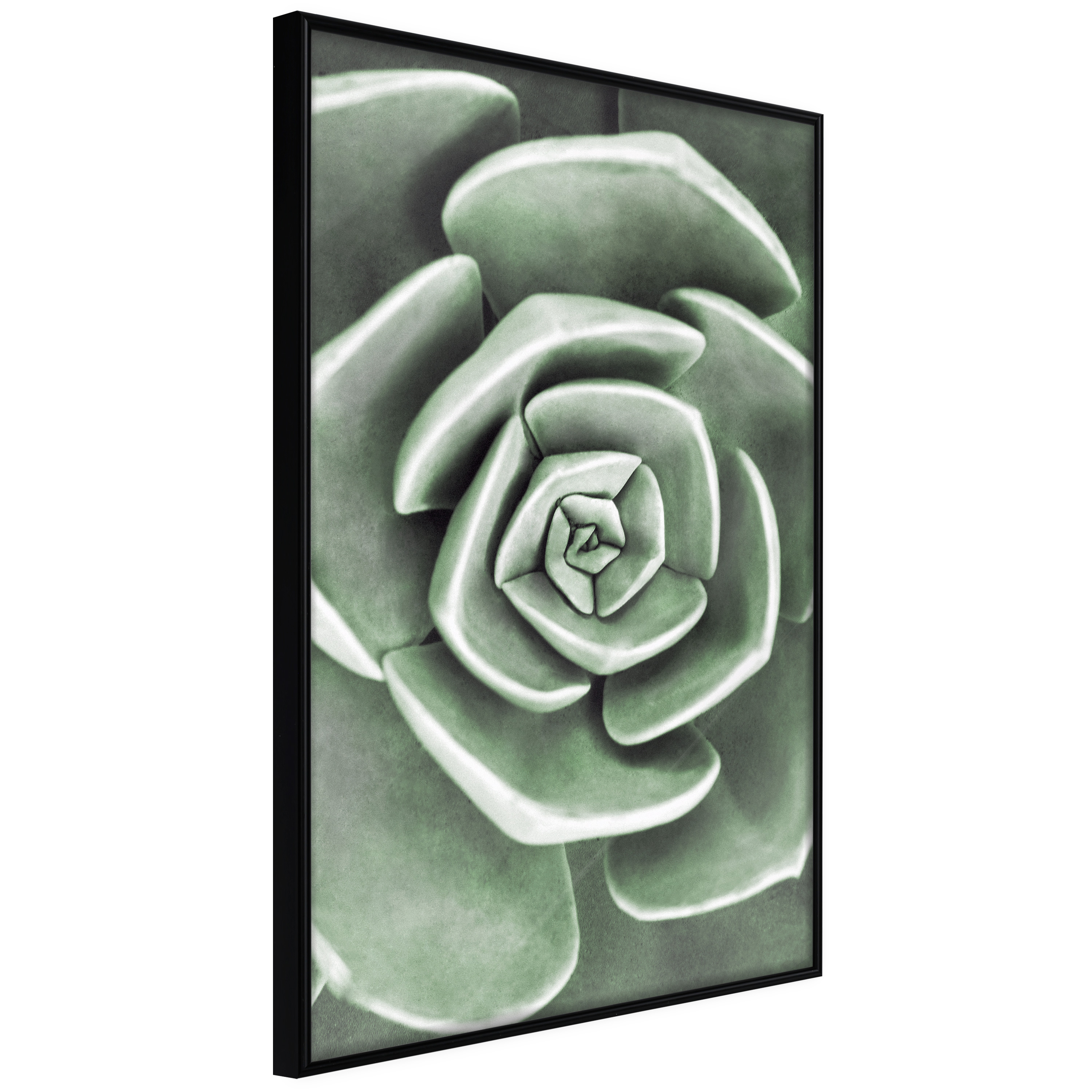 Poster Artgeist Affisch Beautiful Succulent