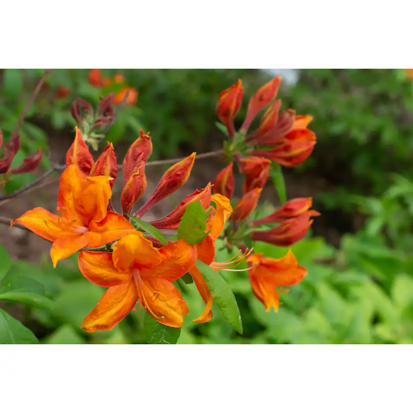 Rhododendron Azalea Omnia Garden Knaphill Golden Eagle 30-40 cm
