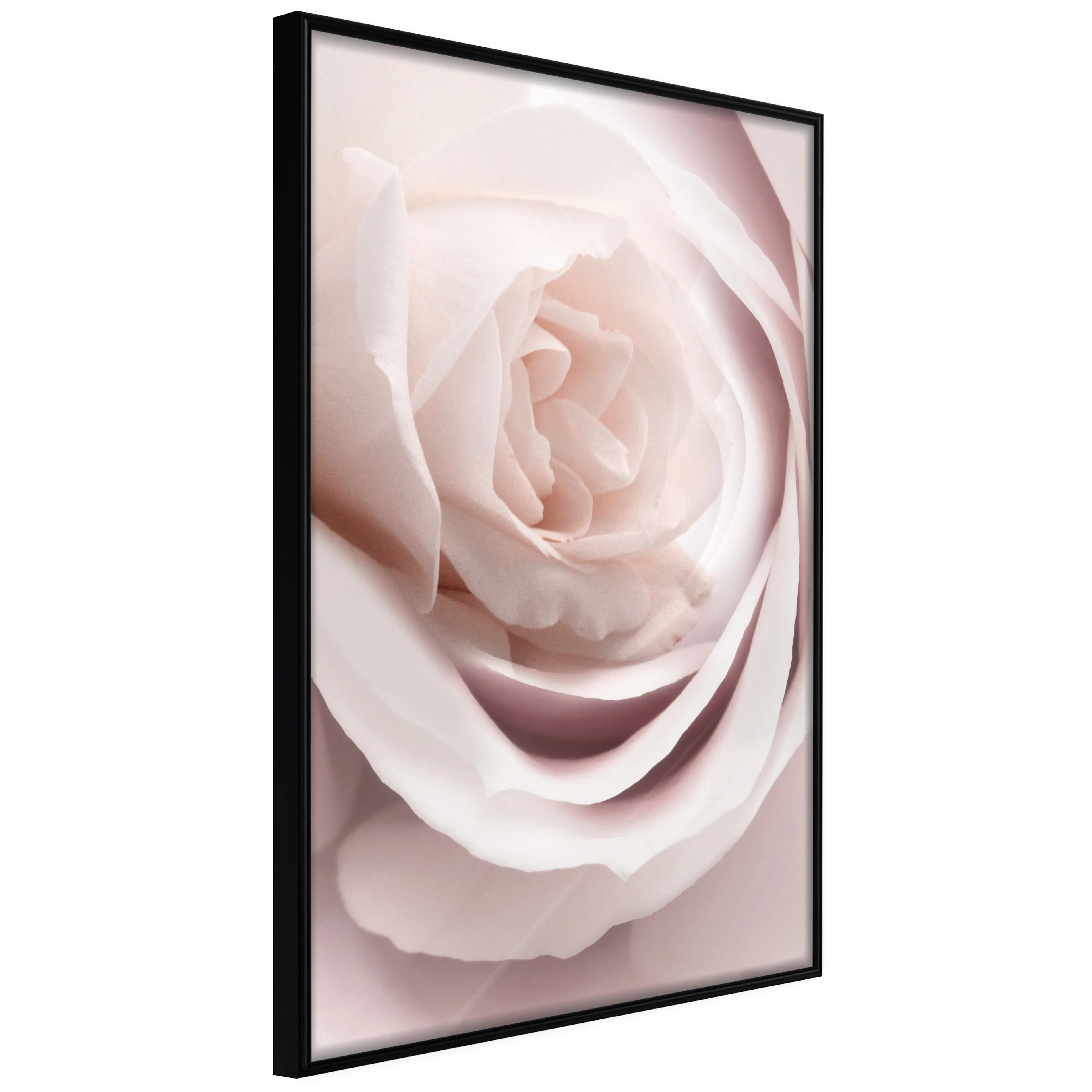 Affisch - Porcelain Rose [Poster] 20x30 Svart ram, 20x30 cm